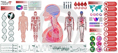 Human Anatomy, Body With Internal Organs Vector Illustration